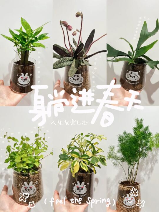 四月 继续分享命硬的7️⃣种植物🪴