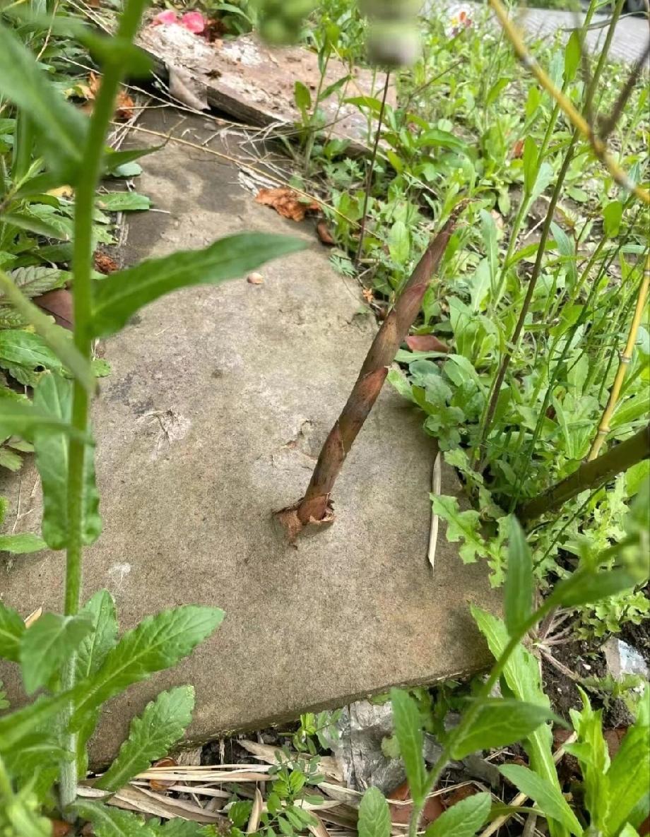 难度三颗星：打一成语[吃瓜群众]