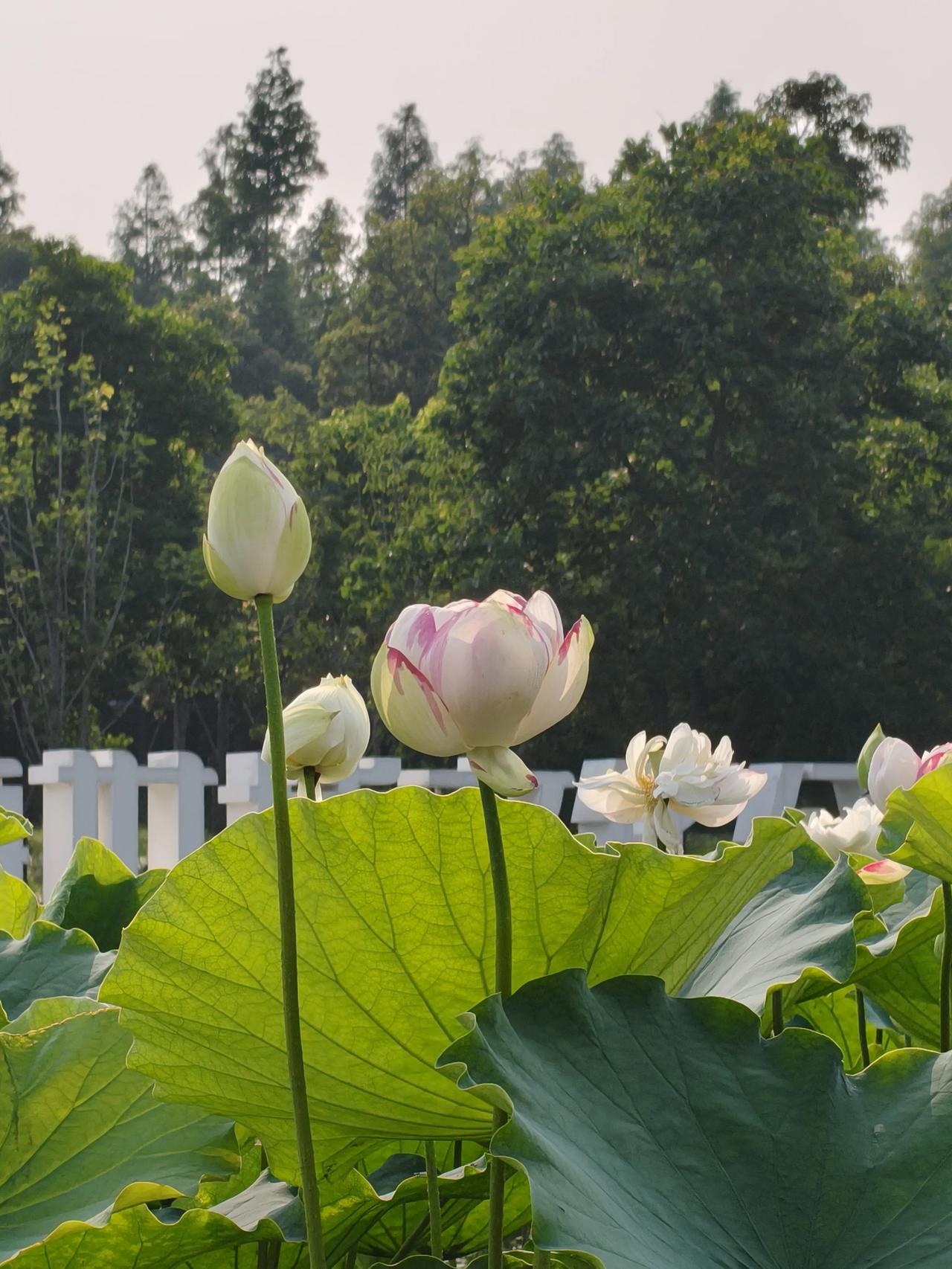 2026年，我邂逅了许多美丽的荷花。

6月去北海公园阐福寺看荷花展，那里红墙映