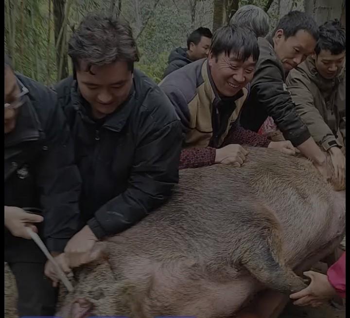 饭可以随便吃，忙不能随便帮？！又是一年杀年猪的时候了，找人帮忙按猪脚是难免之举，