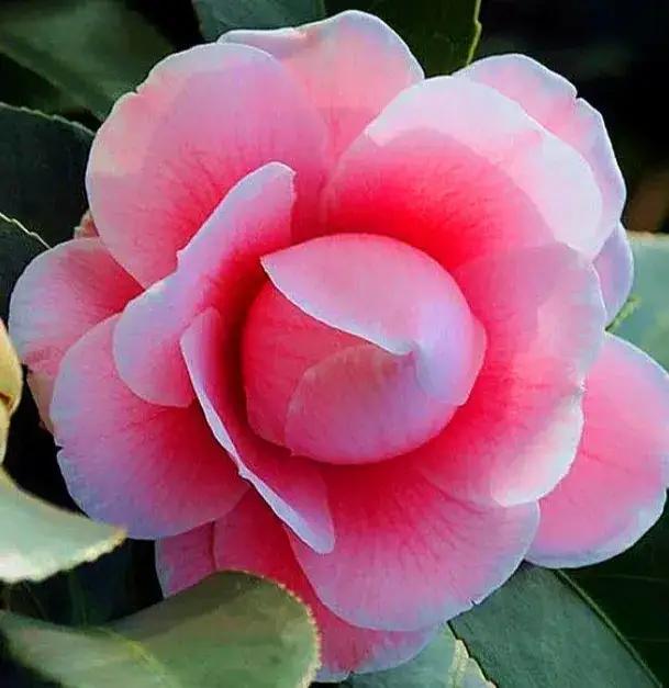 周四盘后再度传出重大利好，周五能否以中阳线收官呢？
周四盘后利好消息如下：
一，