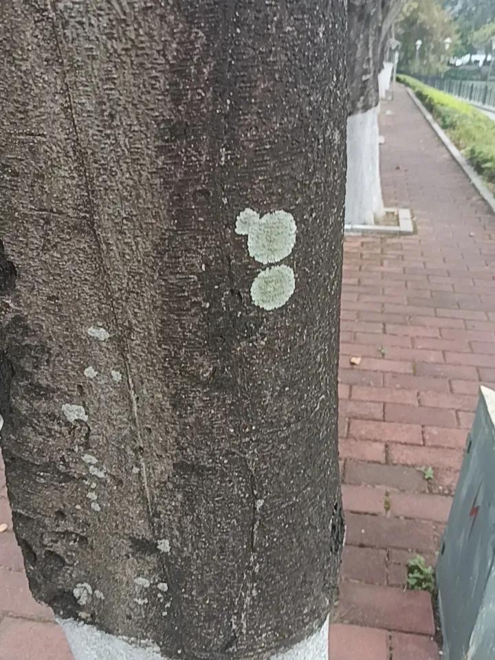 你敢相信吗？这是星湖旁边的树上长出来的东西。
有人知道这些是什么来的？