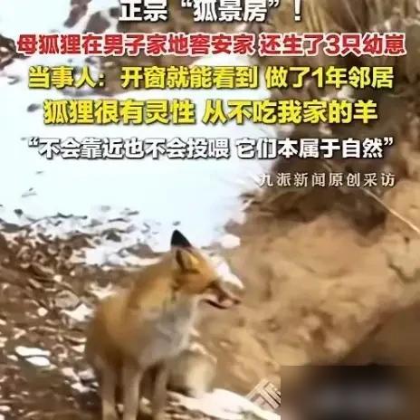 太治愈了！青海，一只狐狸在他家30米外安家生崽，不吃羊不偷鸡，做了快一年邻居，他