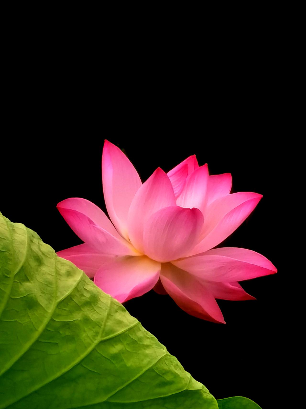 洋泾湖荷花（九）洋泾湖 荷花 莲花 莲蓬