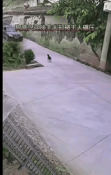 狗子活蹦乱跳地迎接主人，万万想不到结局……