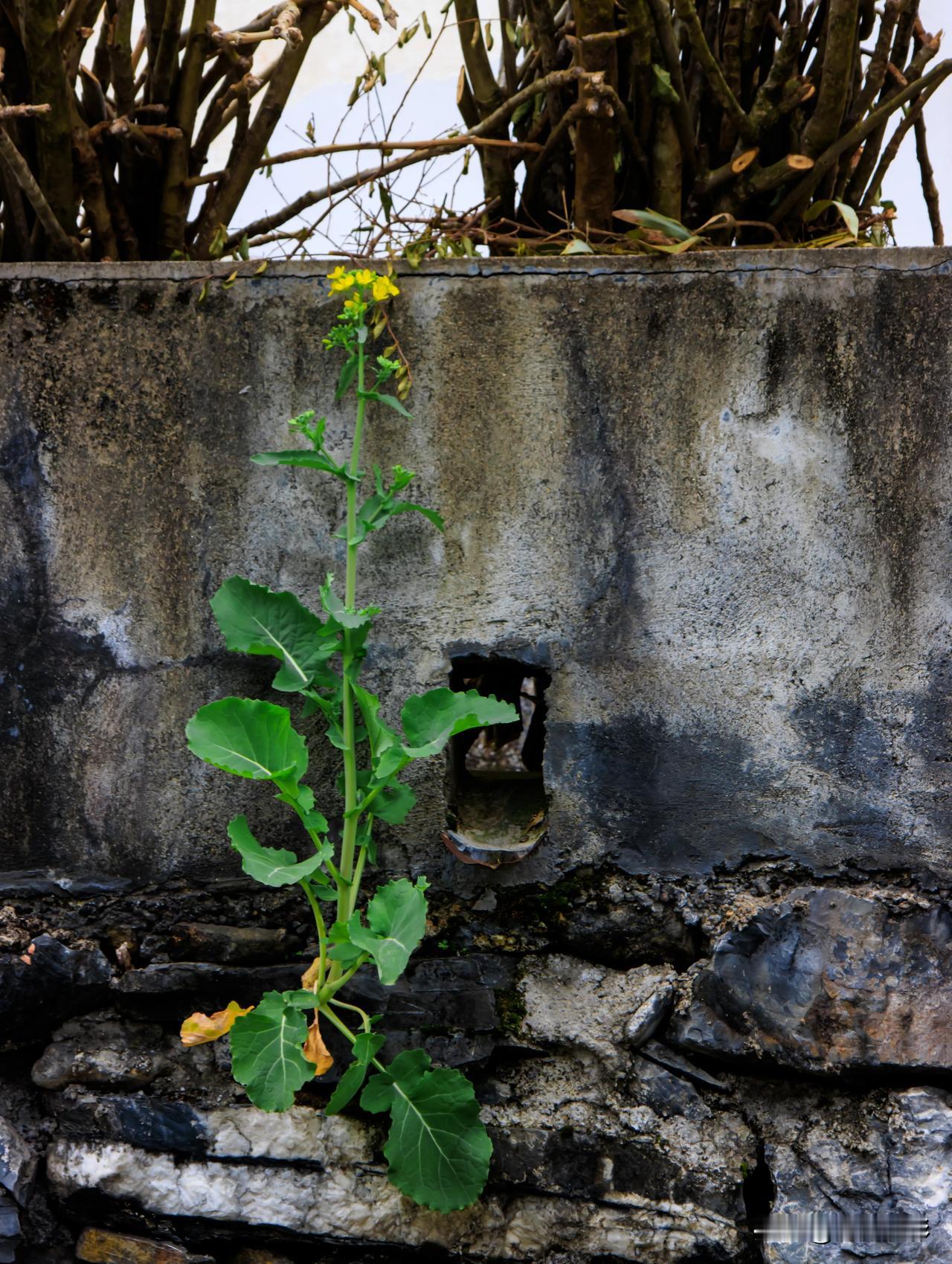 一枝菜花出墙来菜花四月