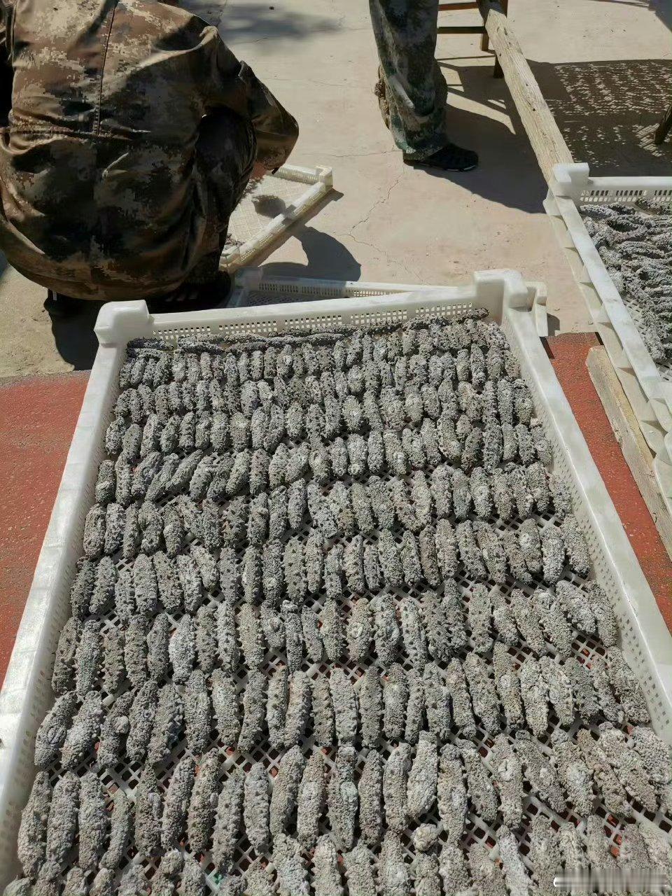 李润土在渤海深处的荒岛大竹山寻找捕捞到的这批天然繁殖的野生海参，经过二十多天的晾