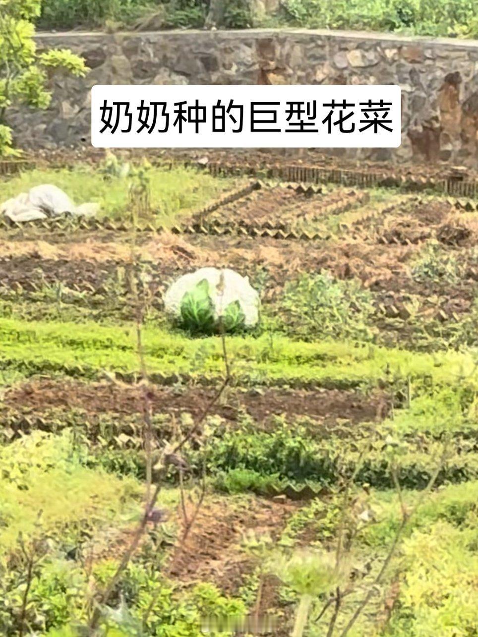 老一辈迟早种出和猪一样大的菜