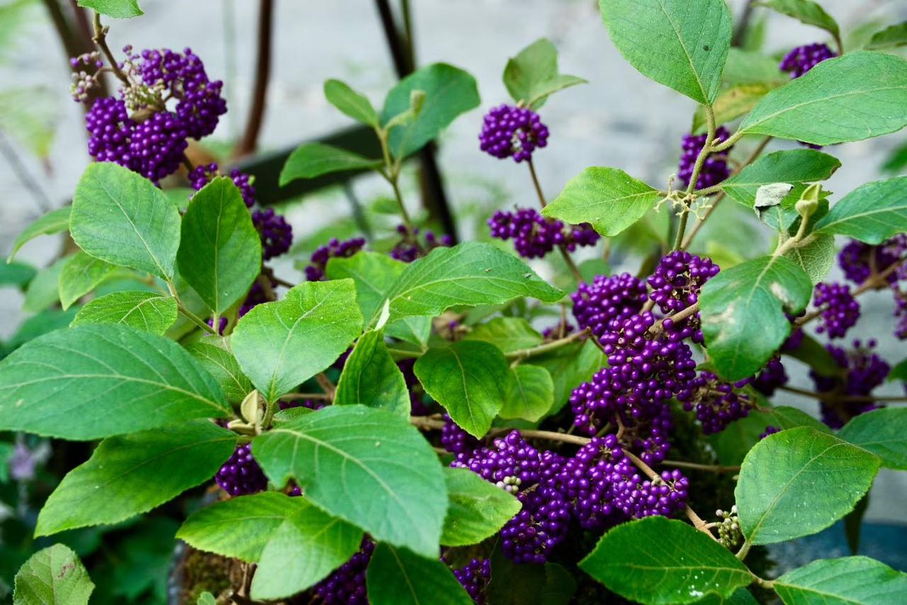 【04.12修身心语】
您好！
旺家的最好方式：不背负家人的命运。背负他人命运，