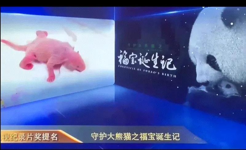 福宝的纪录片提名了飞天奖
其实，事实已经向我们证明
再多的流量、再多的荣誉
也不