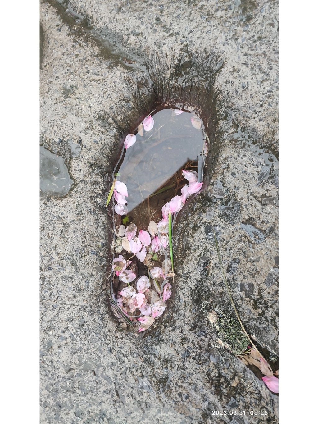 当年误入泥沼，却意外在如今得了一池春。 ​​​