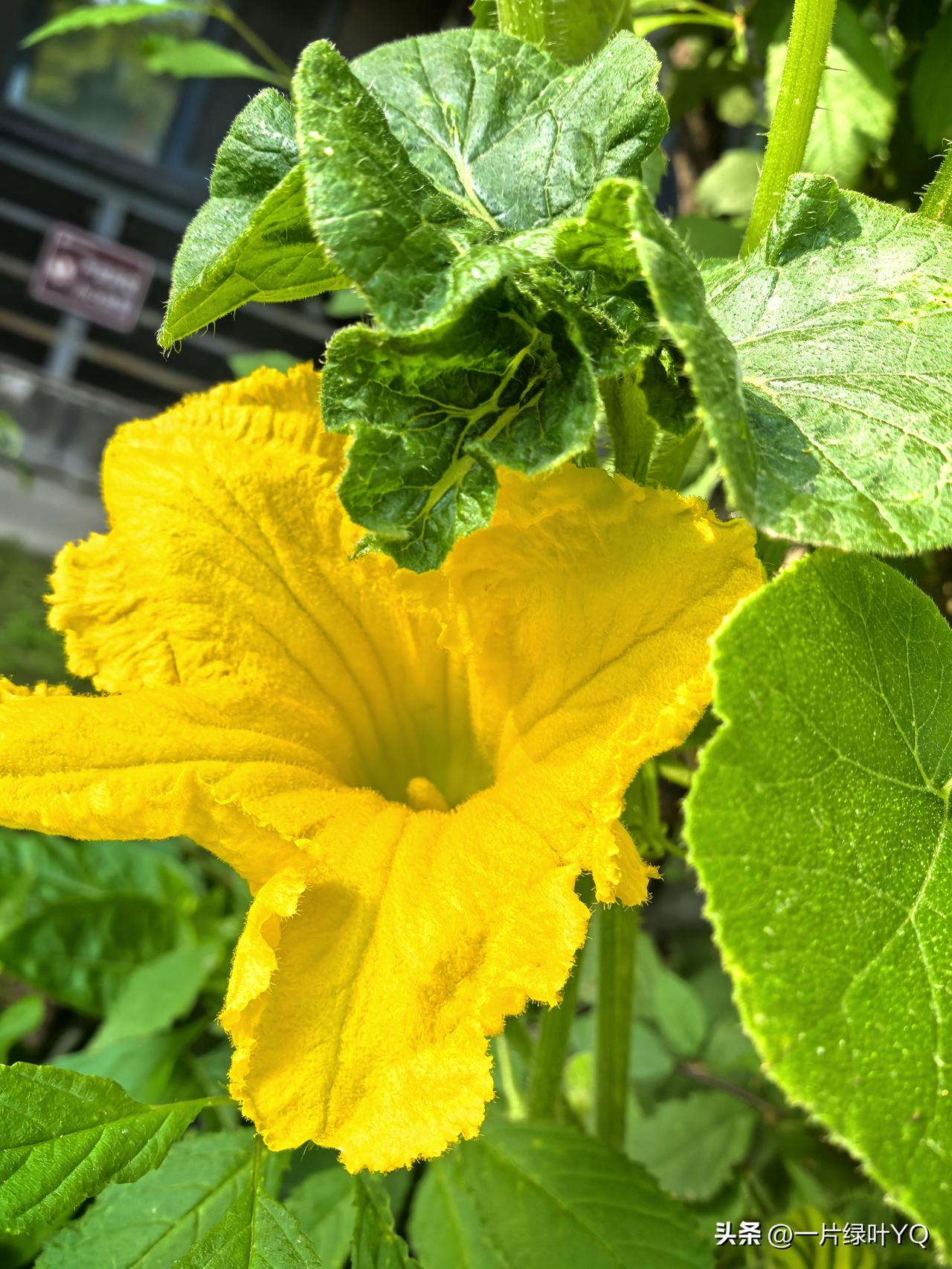 夏日生活打卡季明艳的南瓜花肆意舒展着金黄花瓣，边缘带着自然的褶皱，在绿叶簇拥下格
