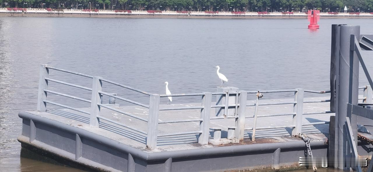 有一个小孩儿晚上在小区骑车撞到了一只没有牵绳的狗，小孩连说道歉，但狗主人不依不饶