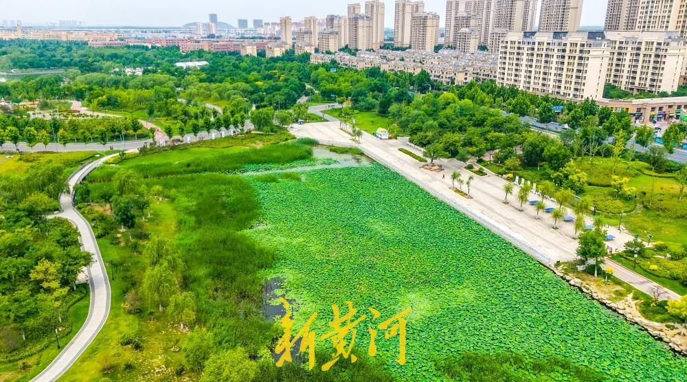 初夏时节，泉城荷香四溢，多个景观湖内已是碧叶连天。6月3日，在华山历史文化湿地公