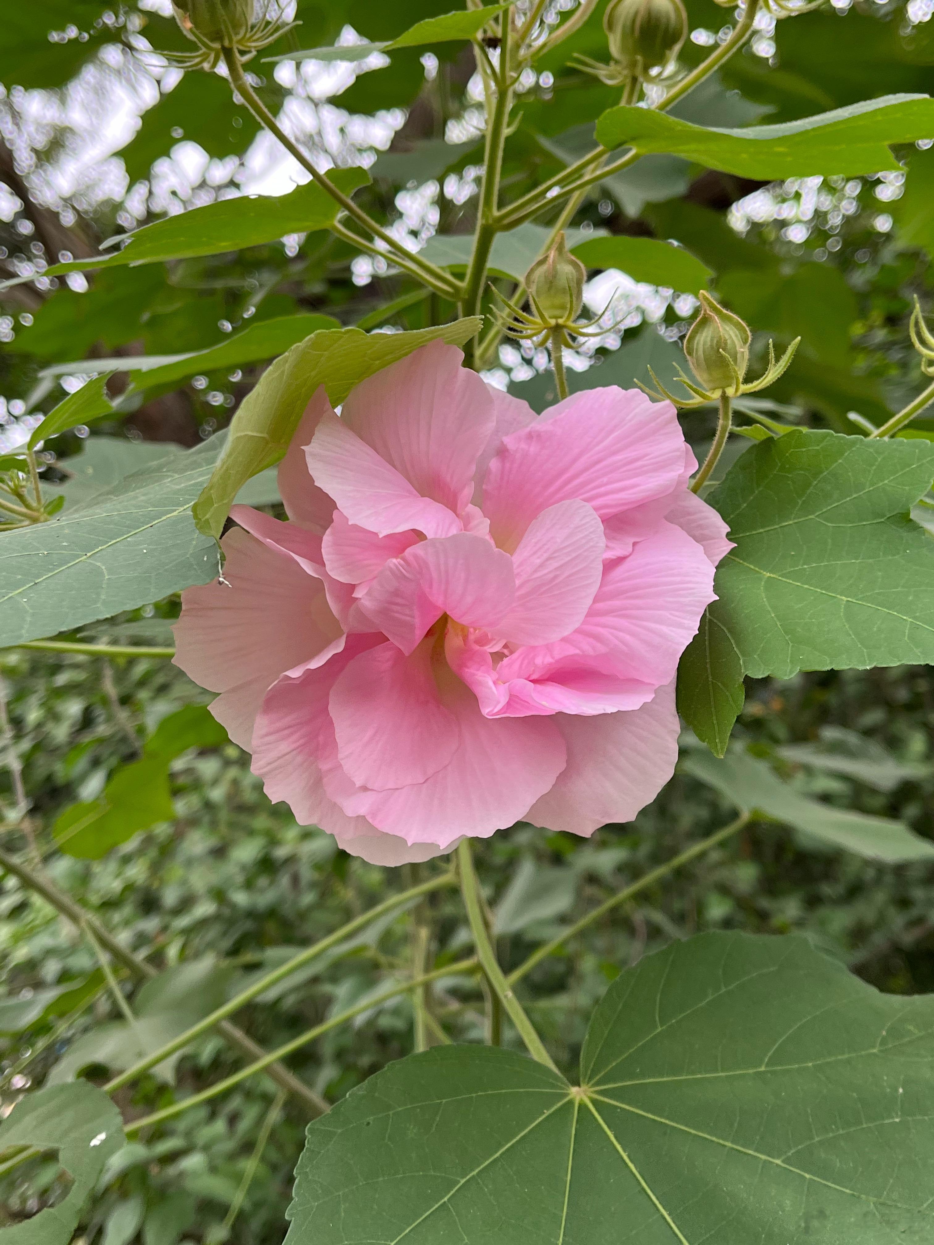 虽然今天就要上班好在途中有芙蓉可赏 ​​​