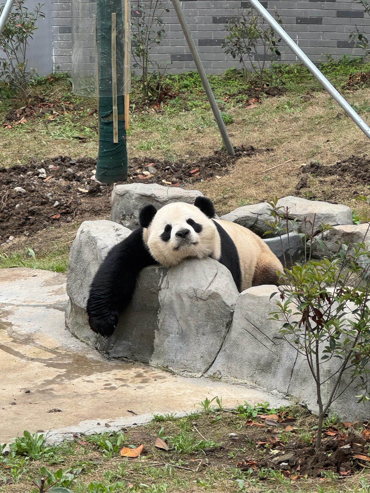 看熊猫去！别挤成都了！华蓥山藏着免费熊猫，还能在千年古树下许愿，知道的人太少！