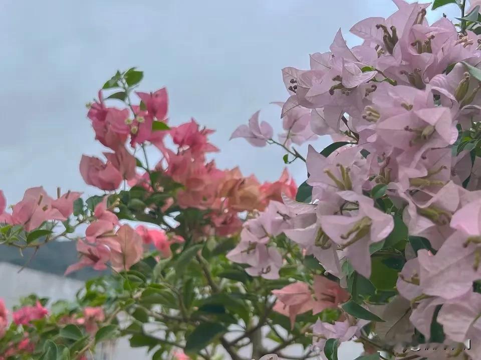 冬日生活打卡季她的花