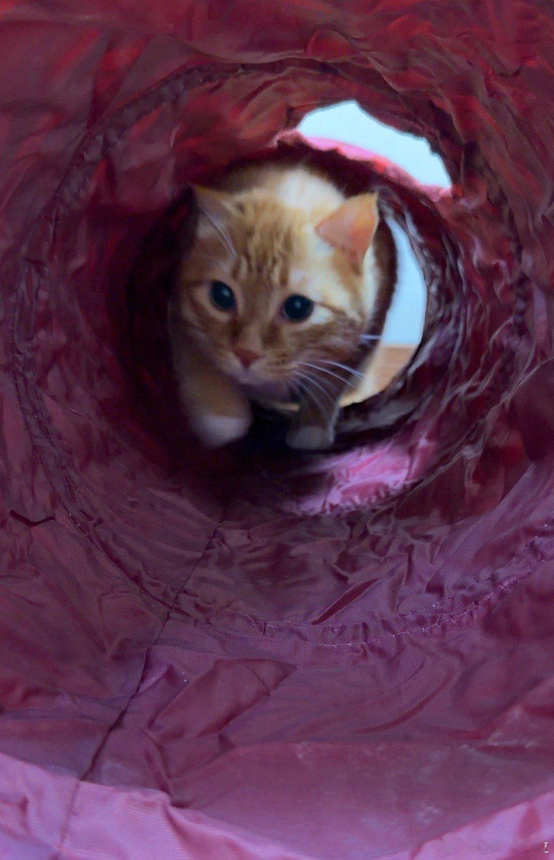 来了一只小奶猫 