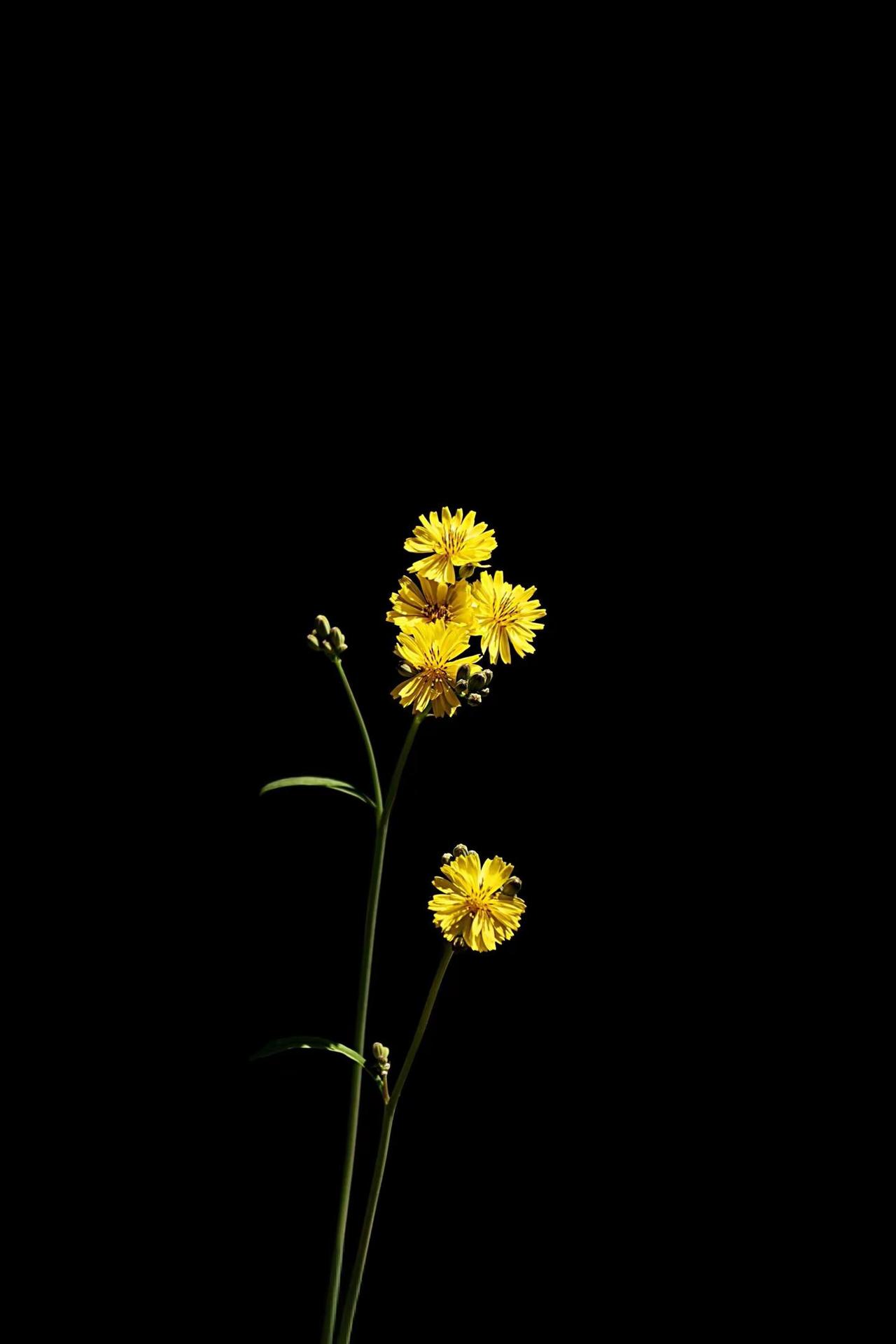 路边的野花。拍花艺术 黑底黄花 花与黑背景 黑暗背景的花