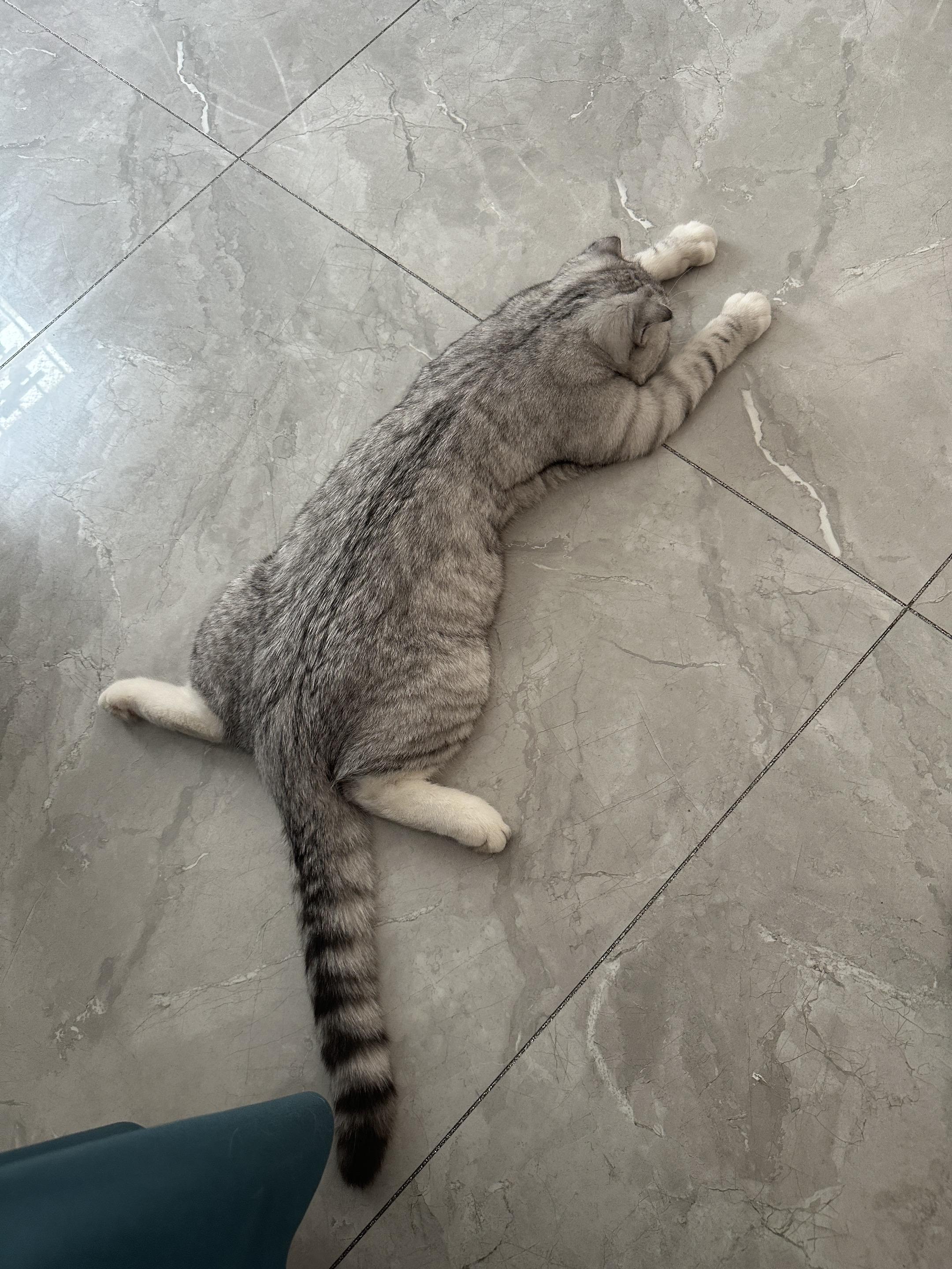 这是我的好猫 记录猫咪日常
