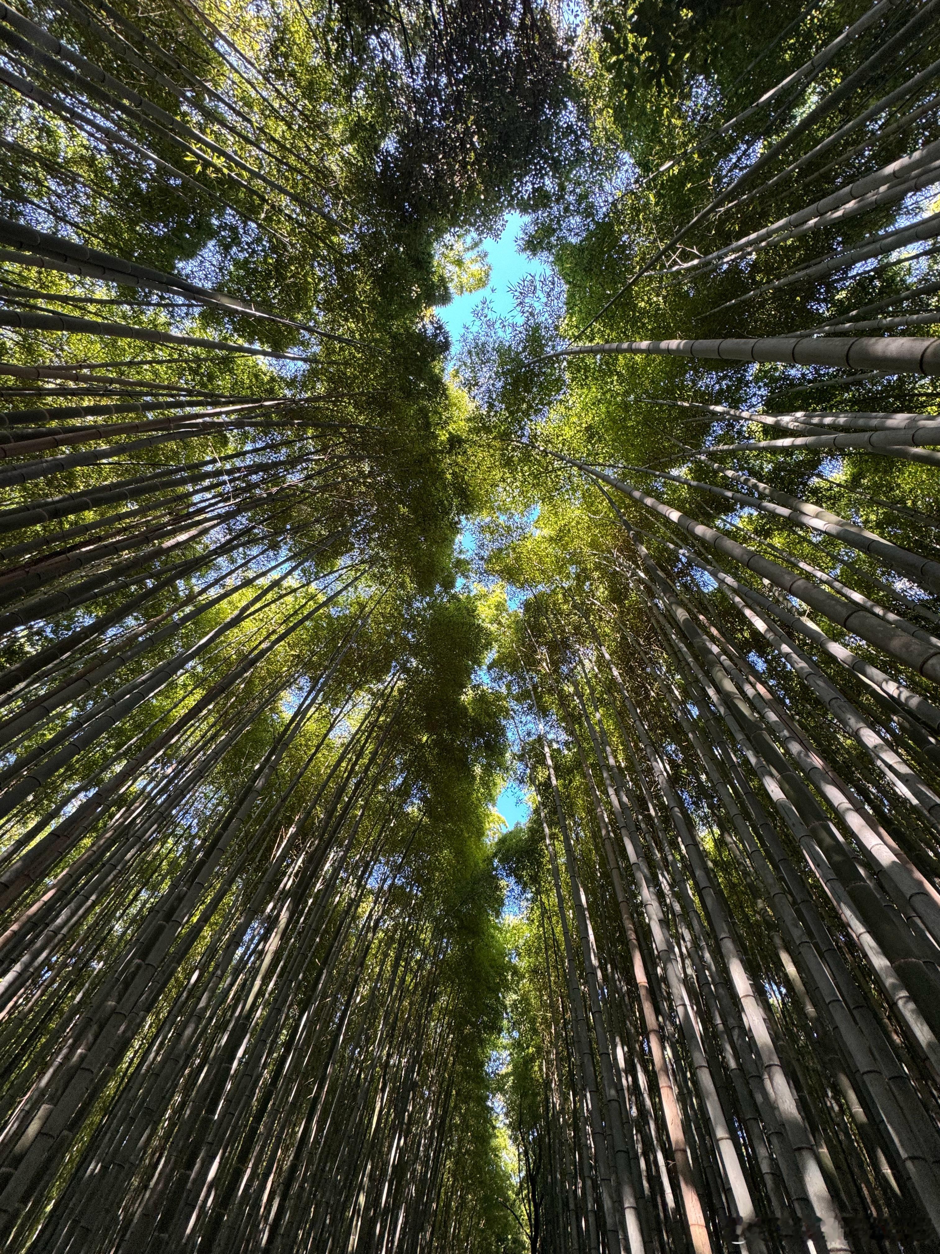 爬山看寺庙神社，两天看了十个，感觉不是旅行是修行啊…  ​​​