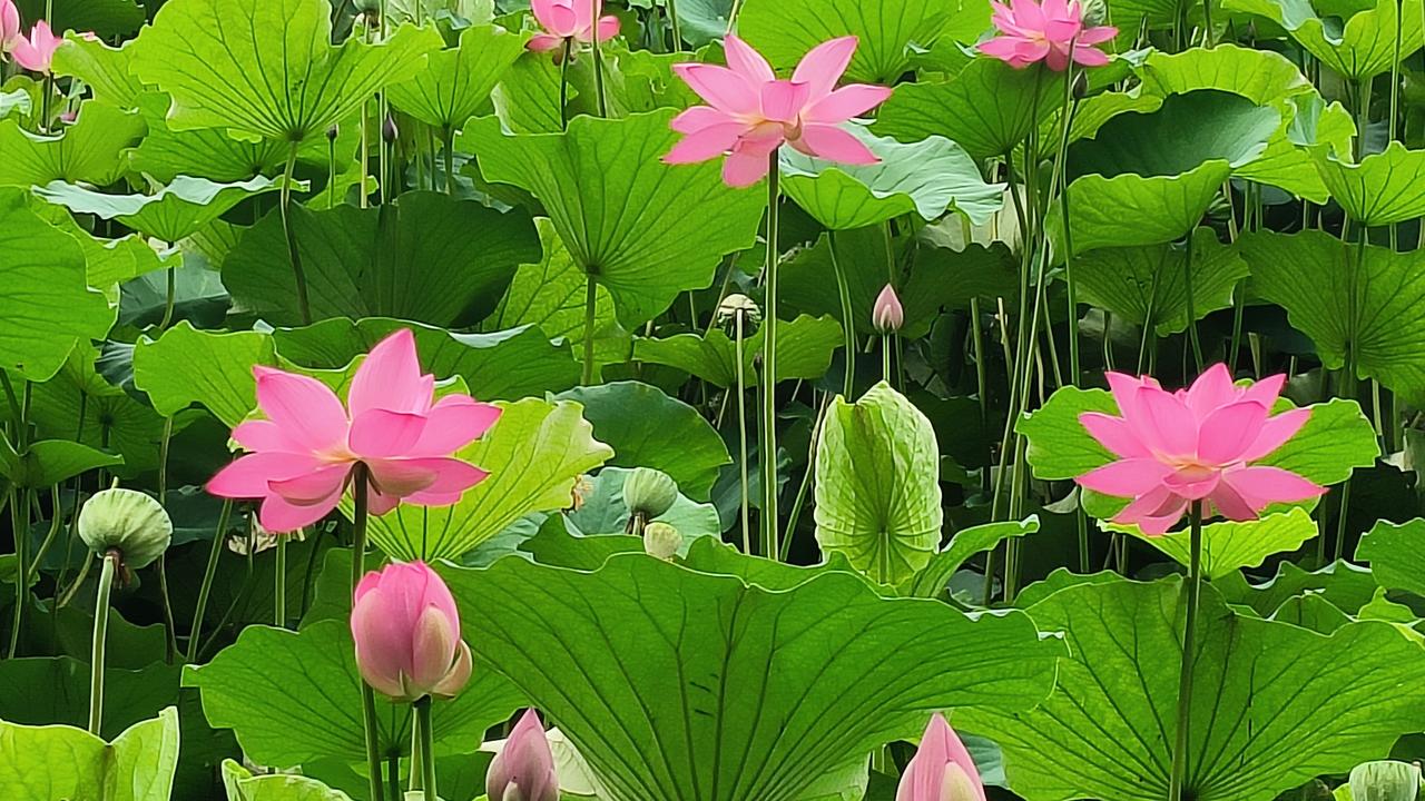 下联：万亩碧荷沐春光。

（图片来自网络）