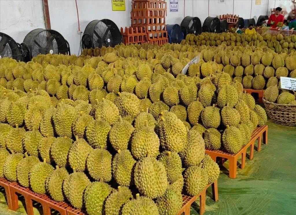 菲律宾又给中国甩锅！
四万吨榴莲烂成堆，
果农没钱赚，反倒问中国要赔偿？

一颗