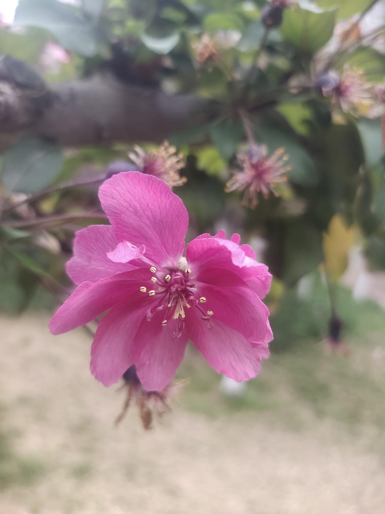 花开再盛，终有落时。春风拂过，花瓣悠悠飘落，粉白、浅红的花瓣旋转着，落在石阶、青