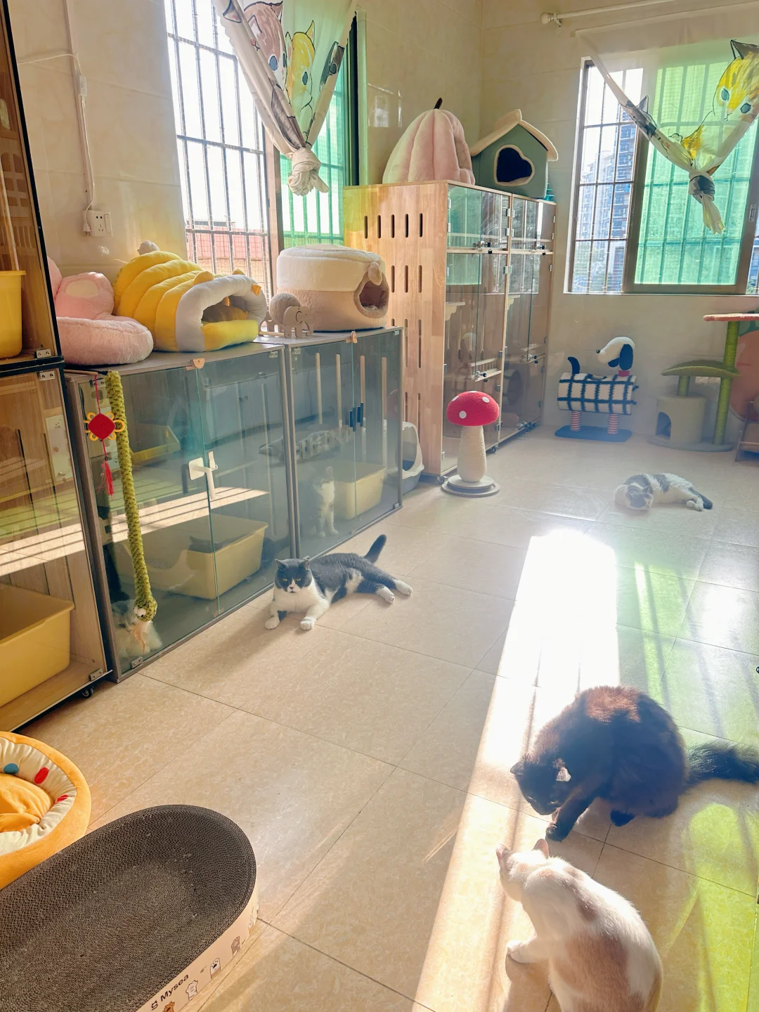 猫咪寄养、20一天500🈷️