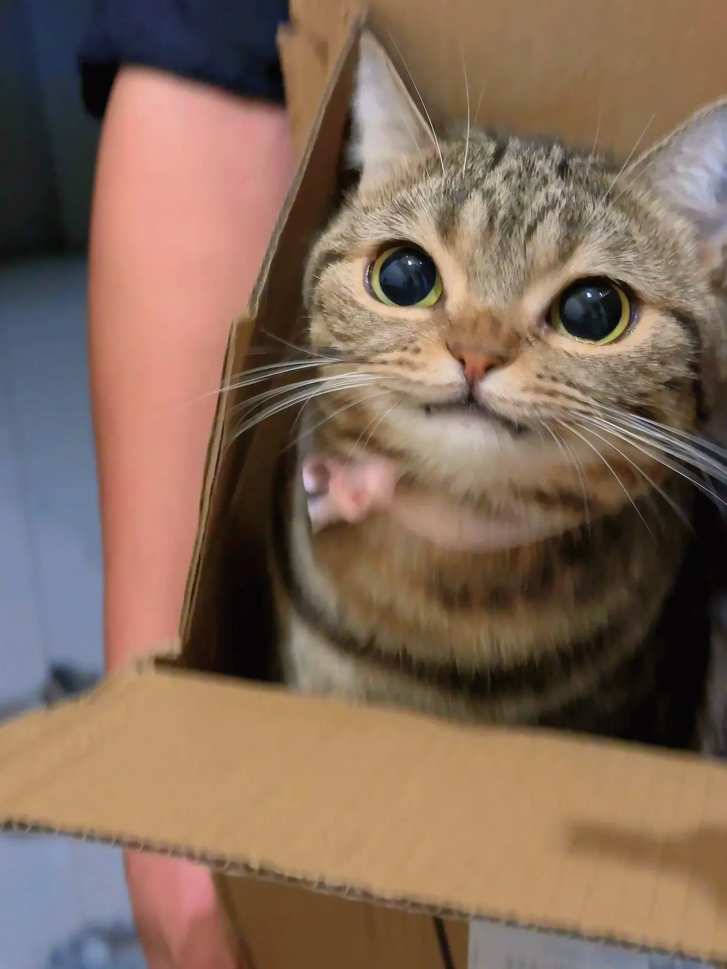 你好！你的小猫咪已派送！请尽快签收！！