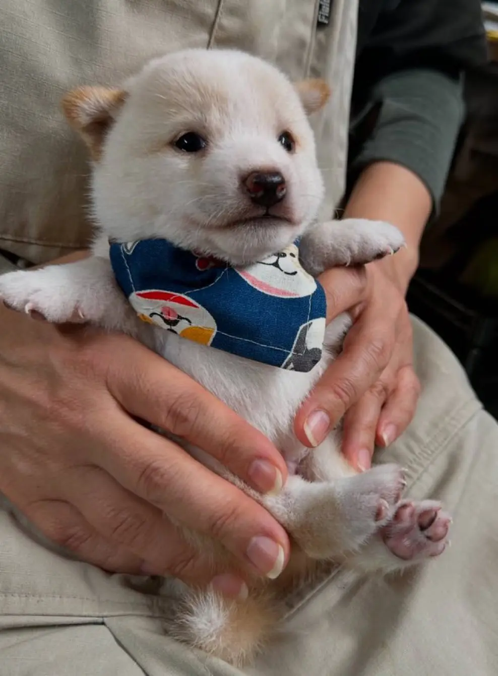 谁能拒绝会旺财的修狗 柴犬 柴犬表情包 愿每个小狗都能遇见好的主人 柴柴日常