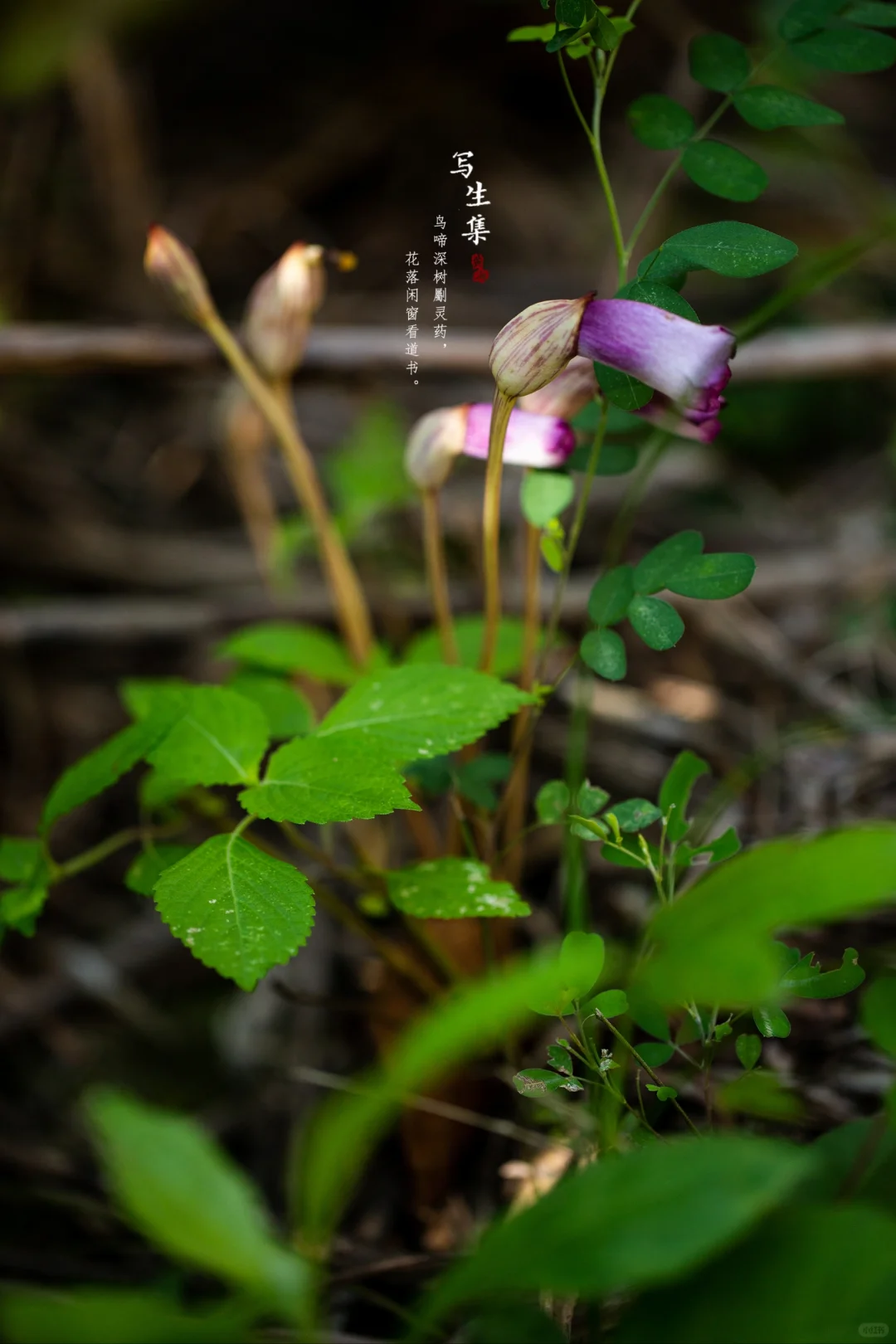 野菰