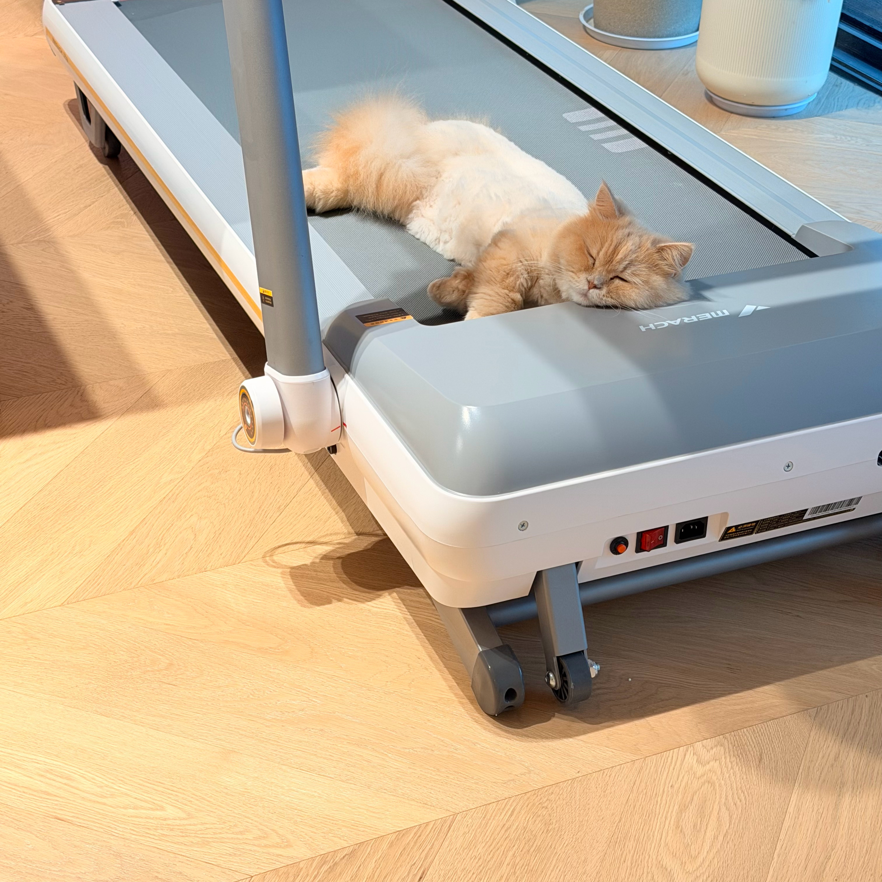 我想过跑步机买来会挂衣服没想过会变成猫窝[卡皮巴拉] ​​​