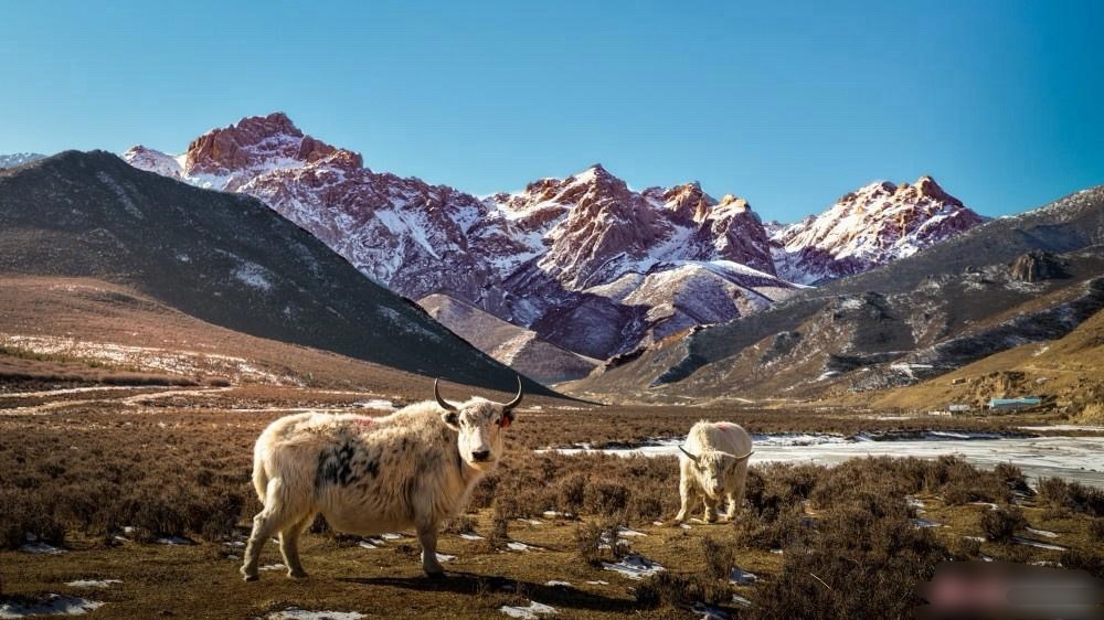 这两天冷得很，赖床上都不想起来，生物钟睡不着了。 