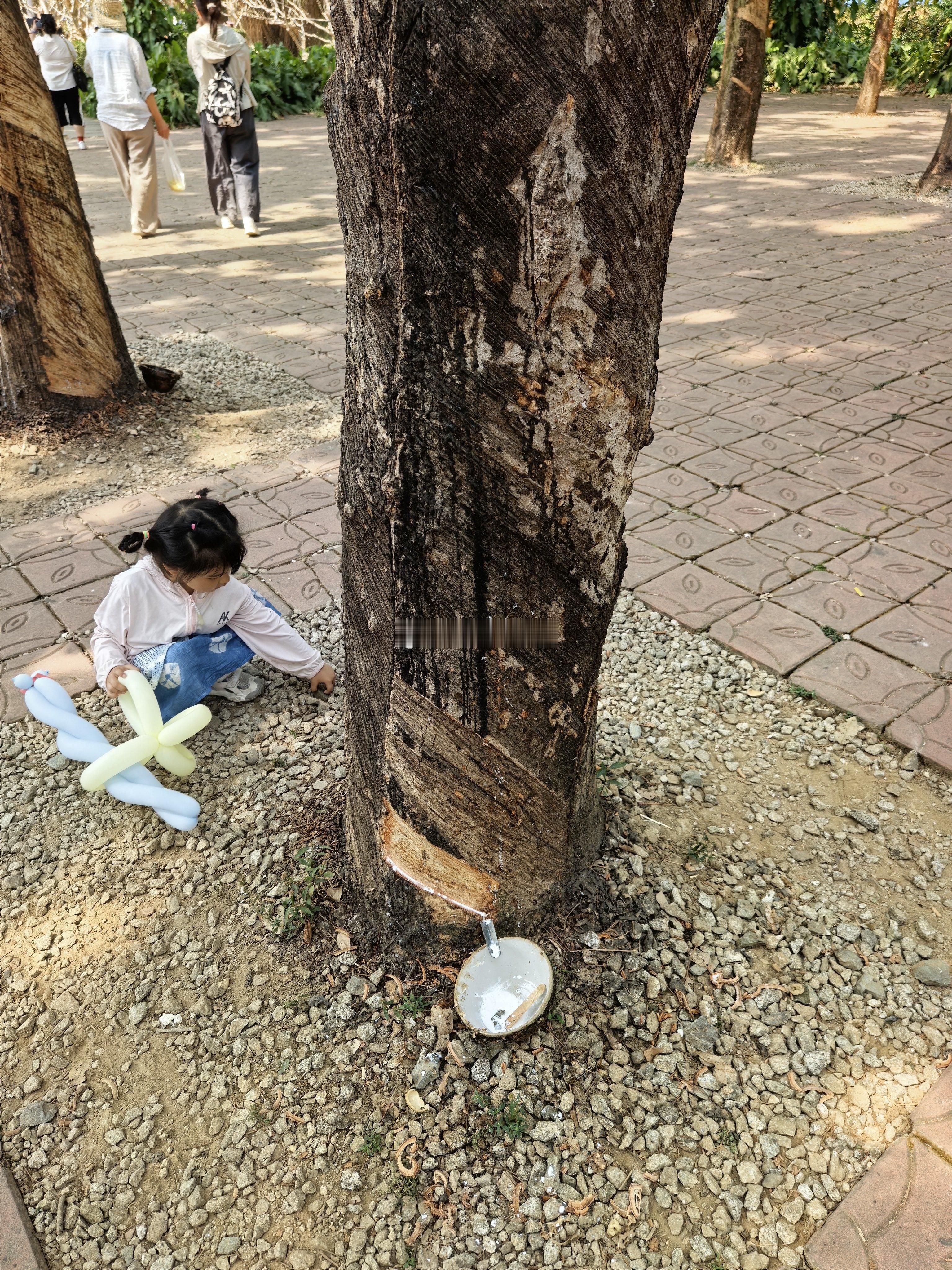 橡胶树可以割胶30年，隔1、2天再割，树犹如此… 