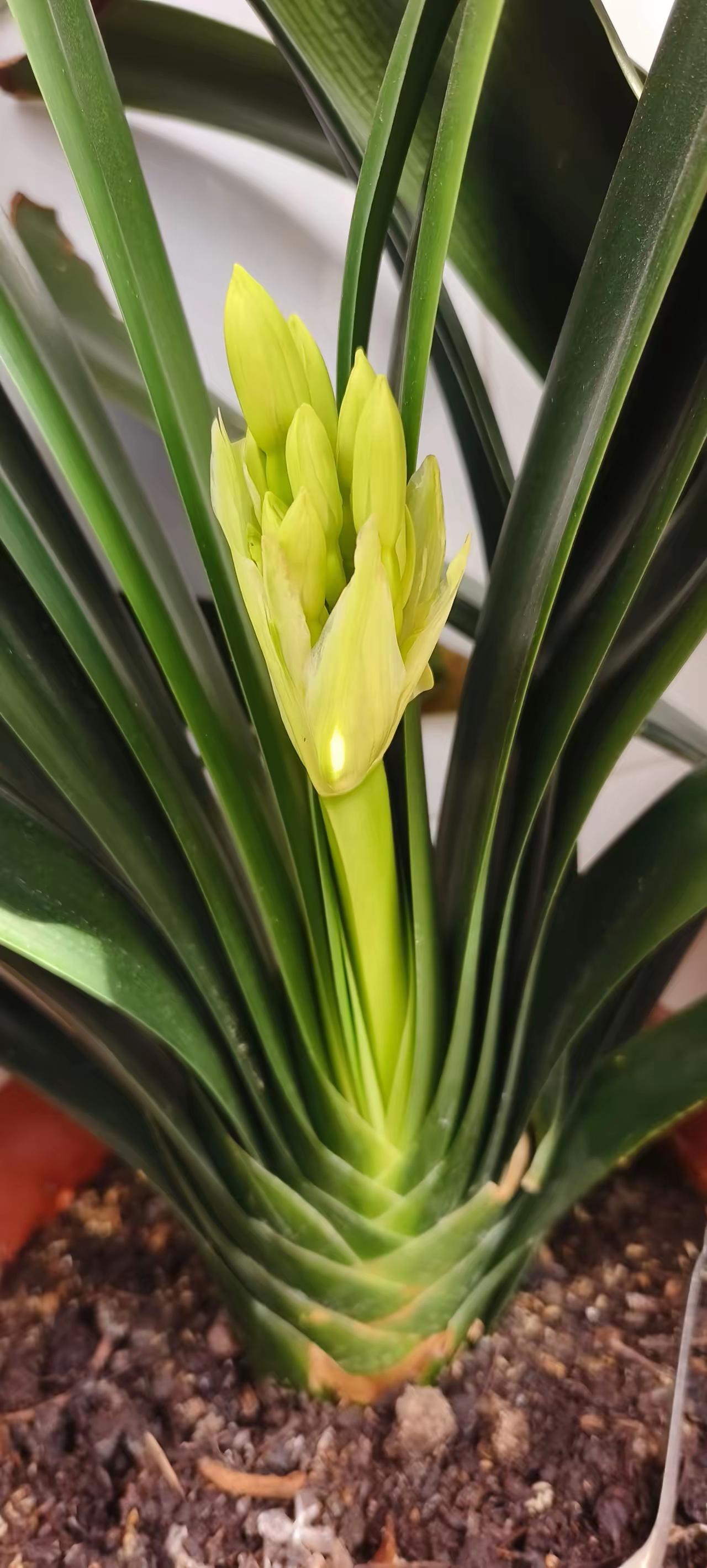 军事专家戴旭是鹰派，敢说敢干，他认为中国做为一个军事大国就应该漏其锋芒，没有战争