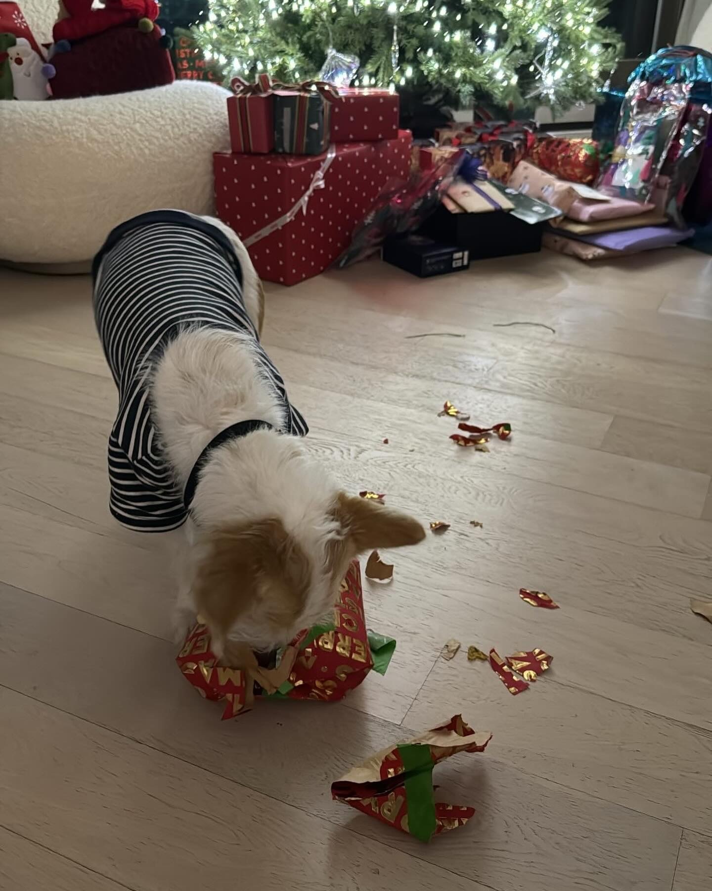 Hank是一只会亲自打开圣诞礼物的小狗🎁 ​​​