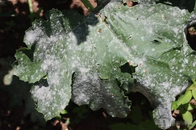 黄瓜种植中常见病害不少呢。像白粉病，这是由真菌引起的，在湿润环境比如阴雨连绵时田