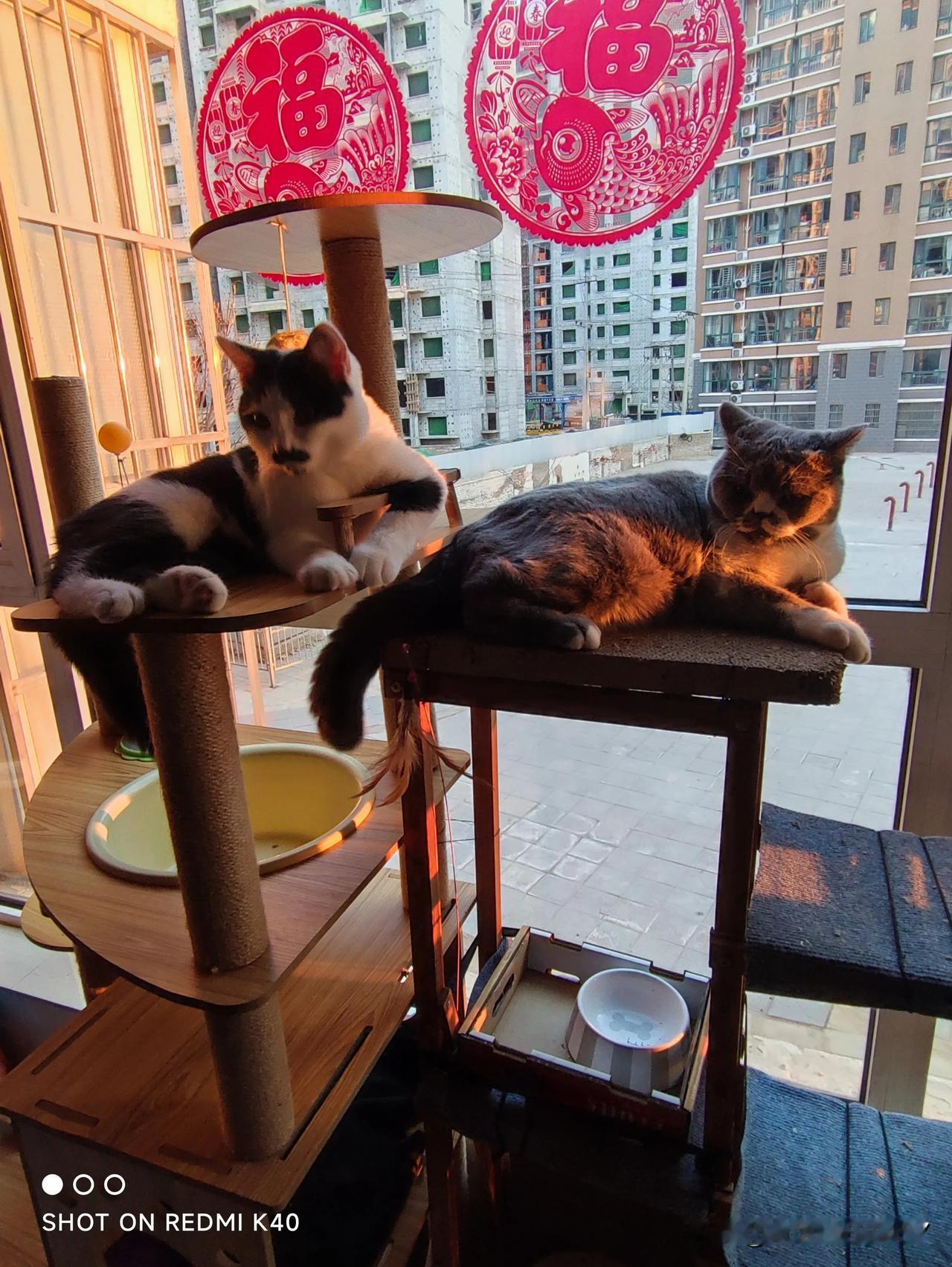 晒晒我家猫崽的美颜照，欣赏一下它们慵懒舒适的幸福时光，我们需要它们的陪伴，还是它