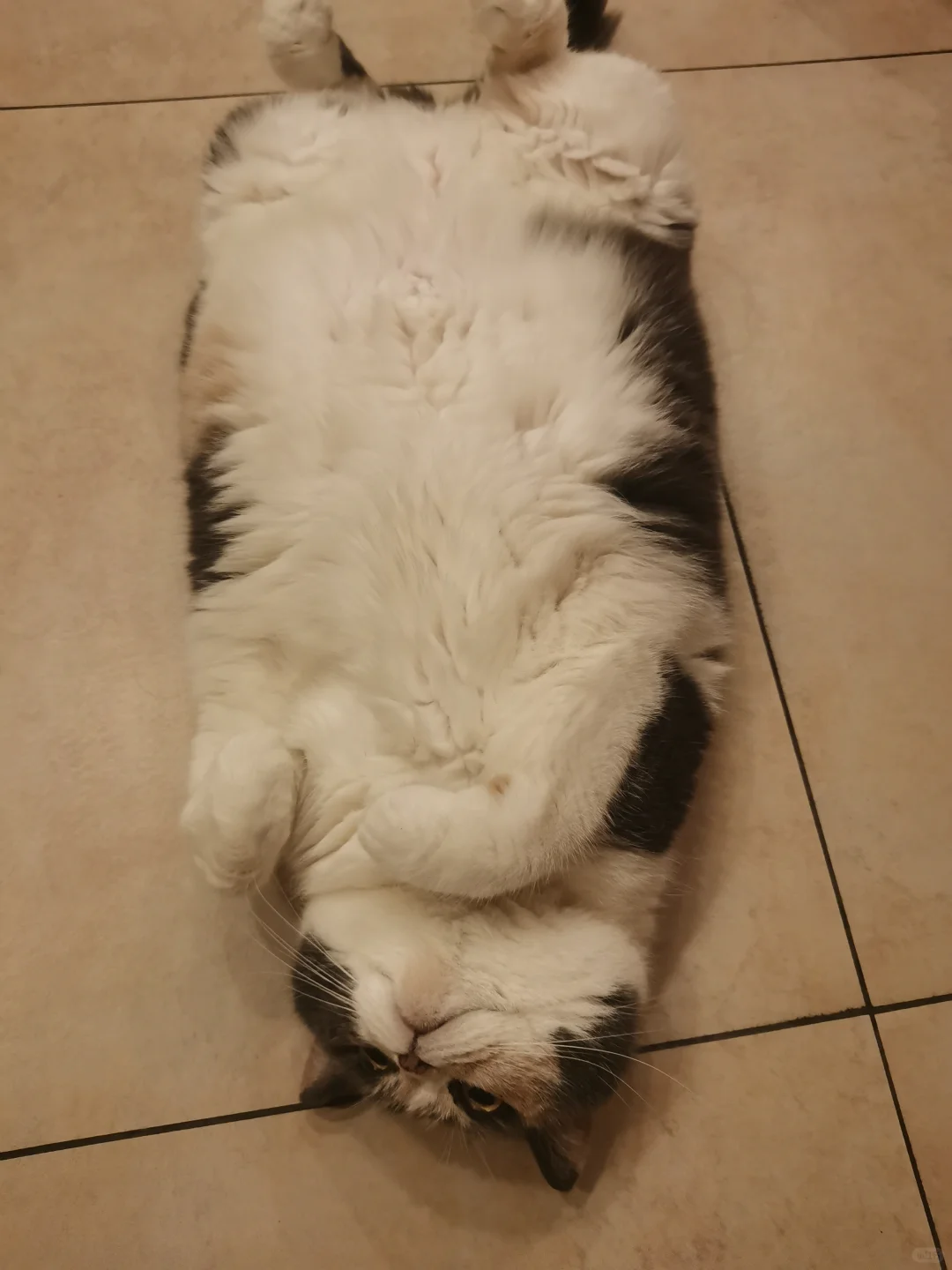 有ee家里缺猫毯的吗？