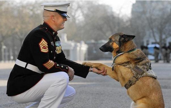 感谢这只为国服务而失去一条腿的军犬！