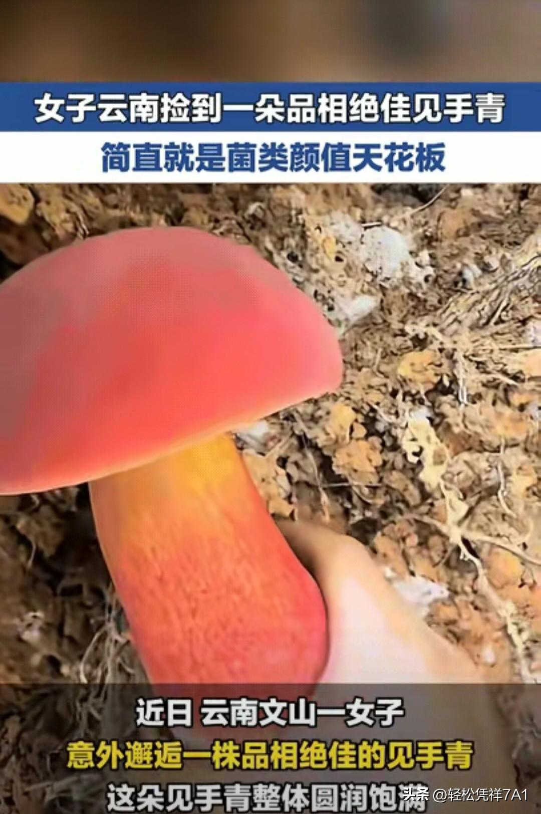 “太惊喜了！”近日云南文山，一女子爬山，爬着爬着，她低头一看，发现一朵颜色鲜艳，