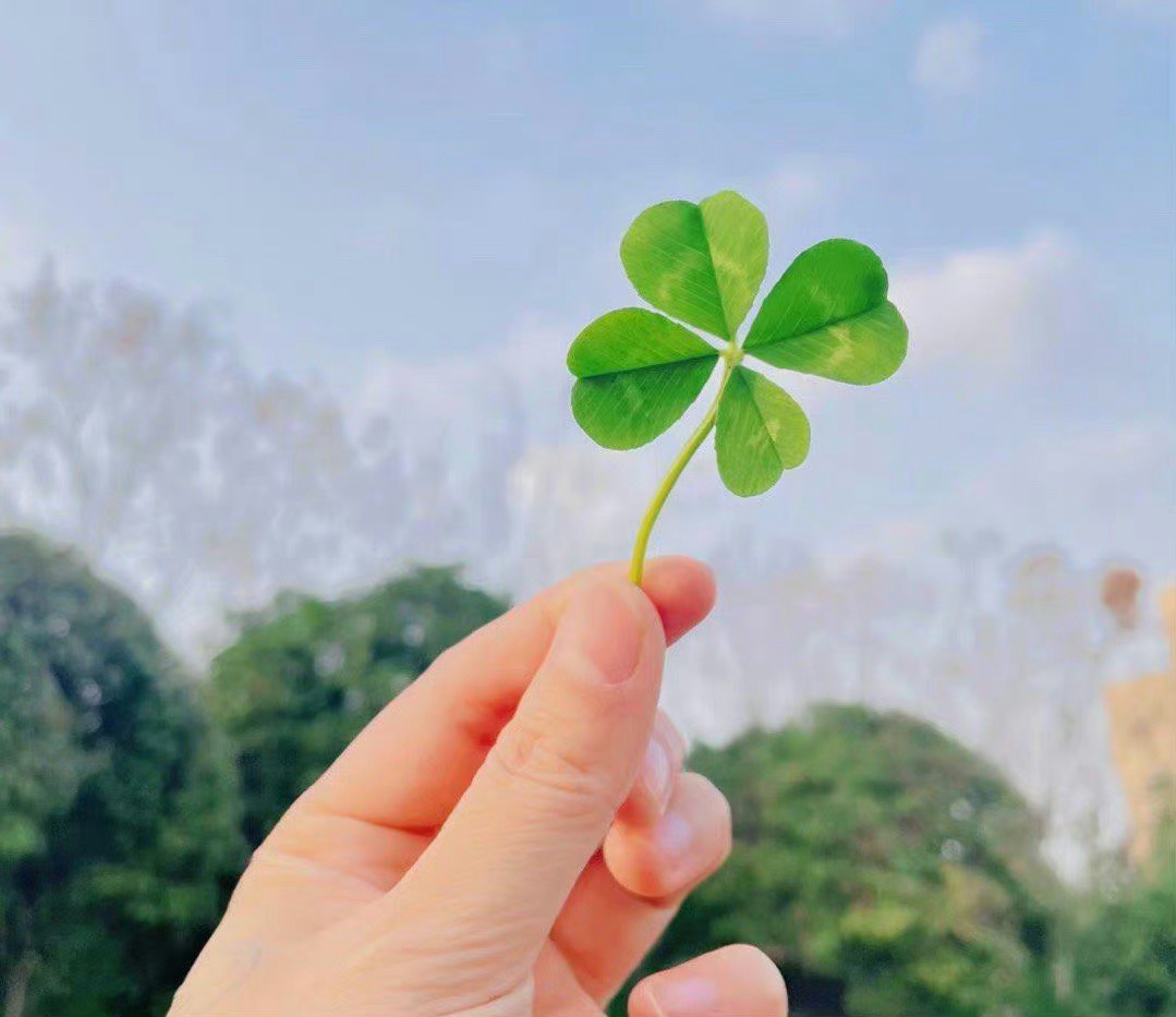 遇见四叶草的你，许愿特别灵 