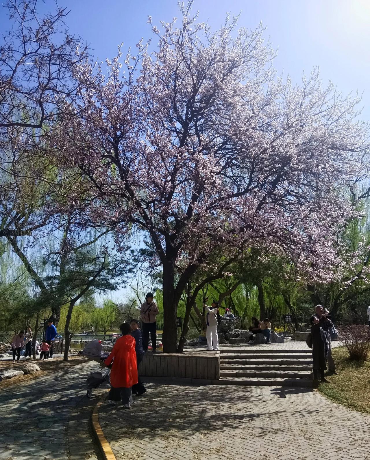 今天的北京，气温陡升到27º，提前进入了夏季。大街上，人们纷纷脱去冬装，换上了春