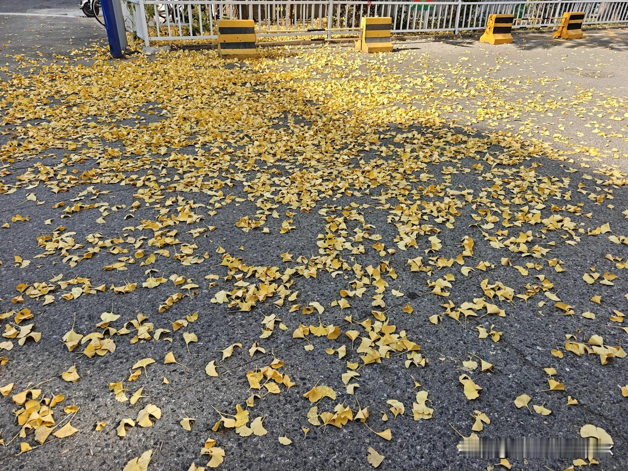 秋尽冬临，金黄的银杏叶在风中翩然飘落，那满地的银杏叶宛如一封封季节的信笺，向我们