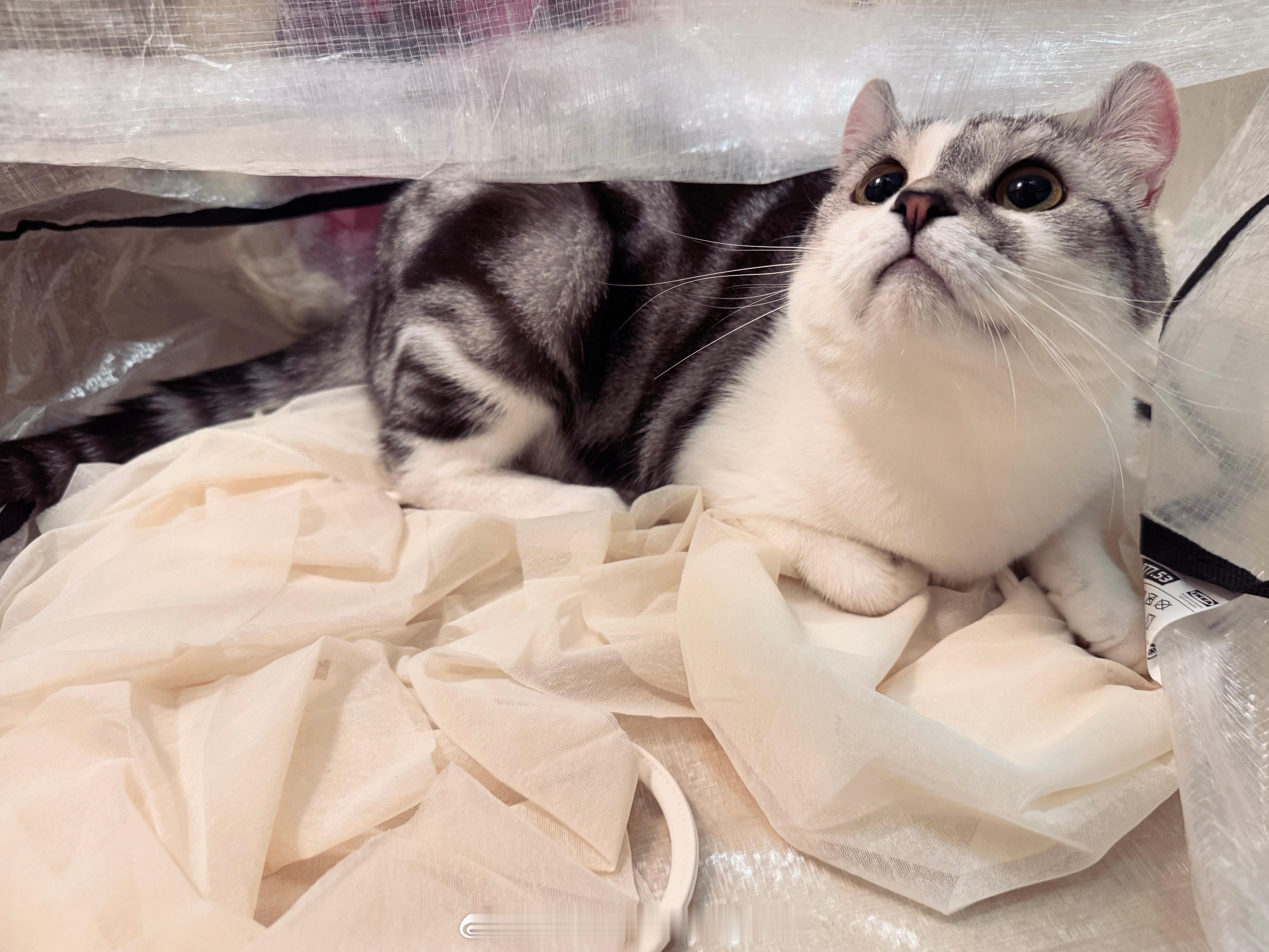 偏偏在东莞的时候最想吃putoto[淚]putoto我！想！你！ ​​​