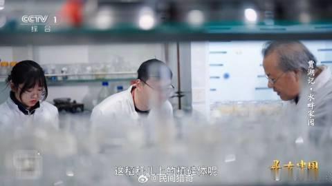 8000年前的稻谷什么样中国人对米饭的执着 瞧这8000年前的贾湖遗址，碳化稻谷