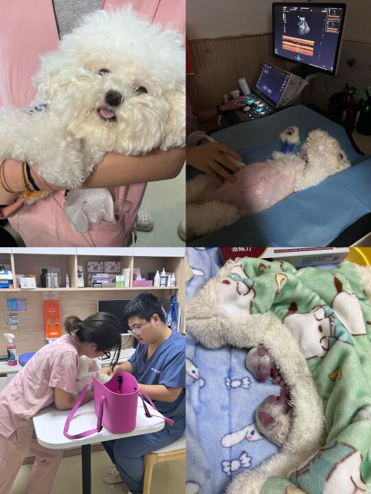 生了生了，喜提龙凤胎比熊宝宝
