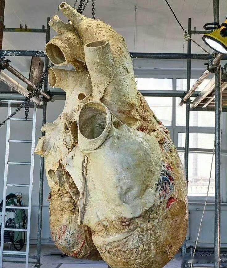 蓝鲸心脏非常巨大