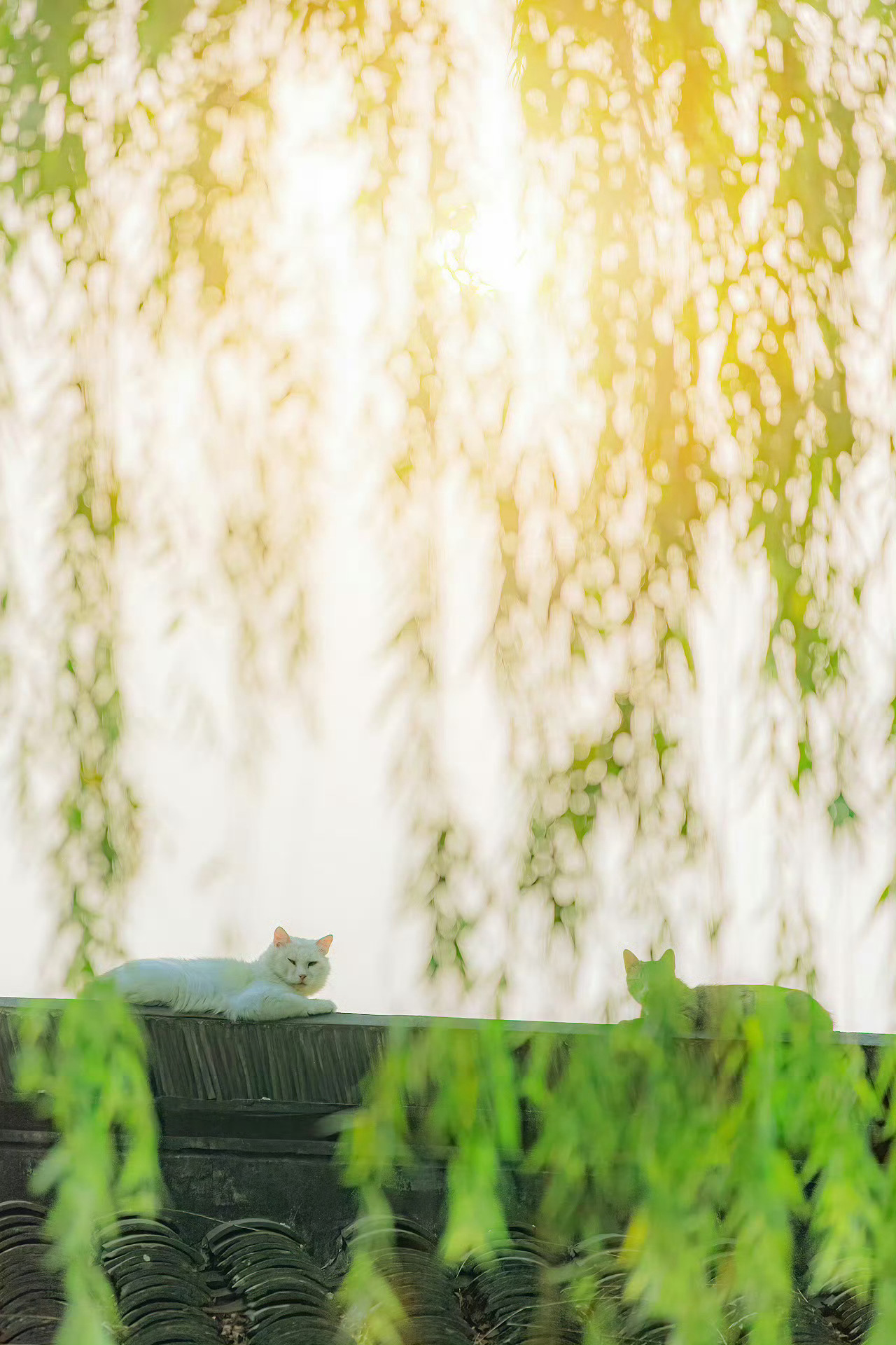 你要让阳光洒在心上，而非身上。——约翰·缪尔 ​​​